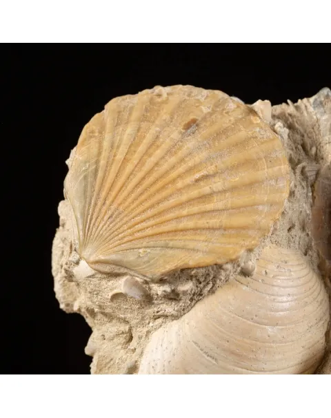 Lastra con conchiglie fossili