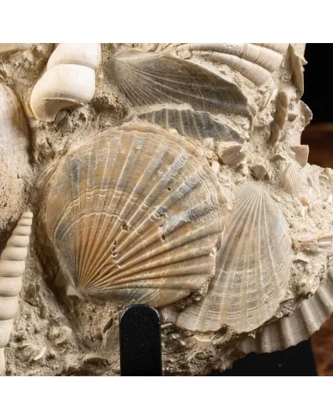 Lastra con conchiglie fossili