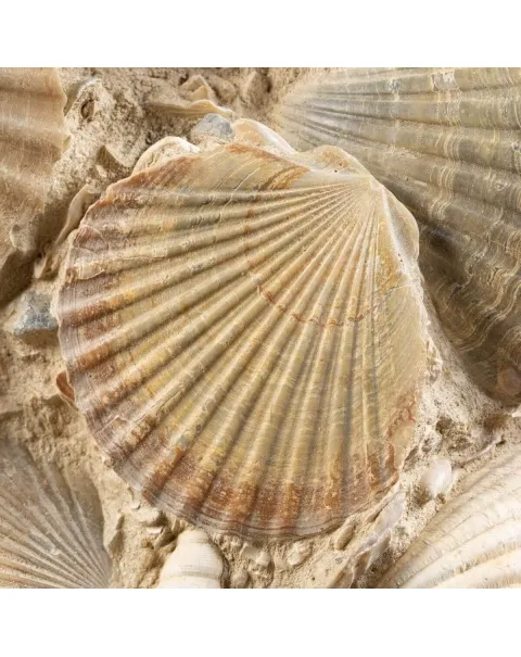 Lastra con conchiglie fossili
