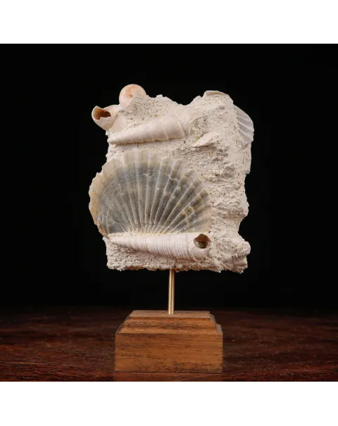 Conchiglie Fossili del Neogene.