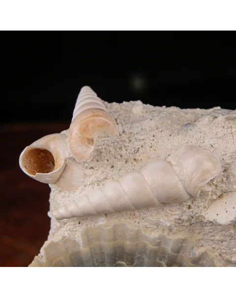 Conchiglie Fossili del Neogene.