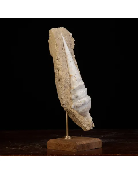 Conchiglia Campanile Giganteum: La Torre Fossile del Miocene.