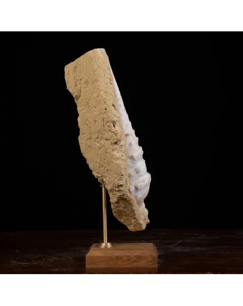 Conchiglia Campanile Giganteum: La Torre Fossile del Miocene.