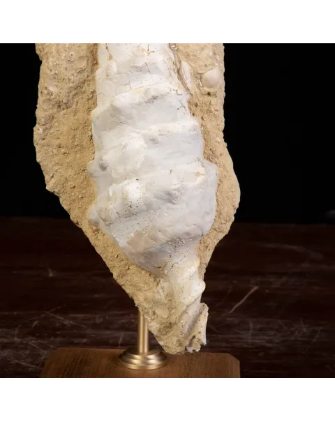 Conchiglia Campanile Giganteum: La Torre Fossile del Miocene.