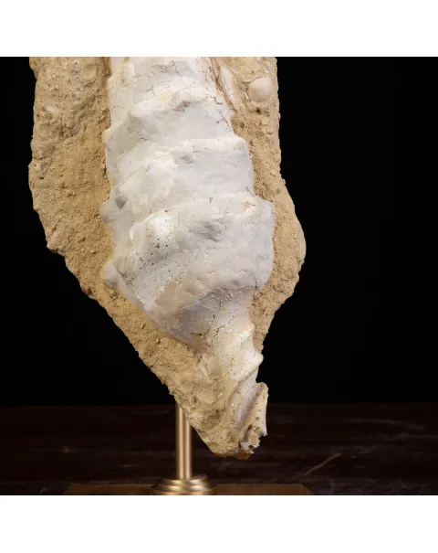 Conchiglia Campanile Giganteum: La Torre Fossile del Miocene.