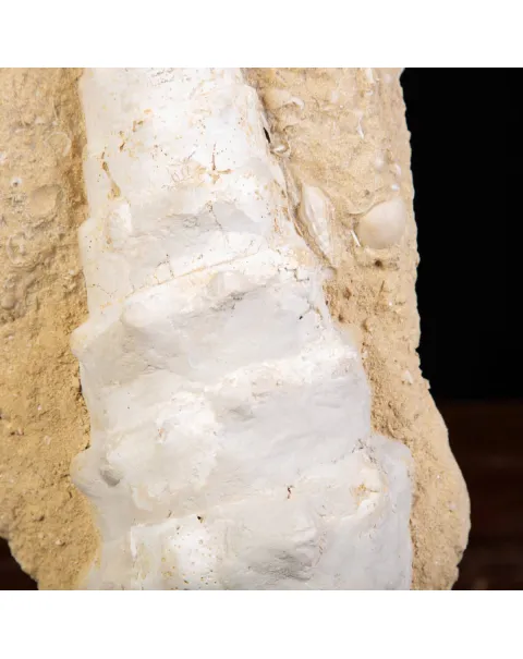 Conchiglia Campanile Giganteum: La Torre Fossile del Miocene.