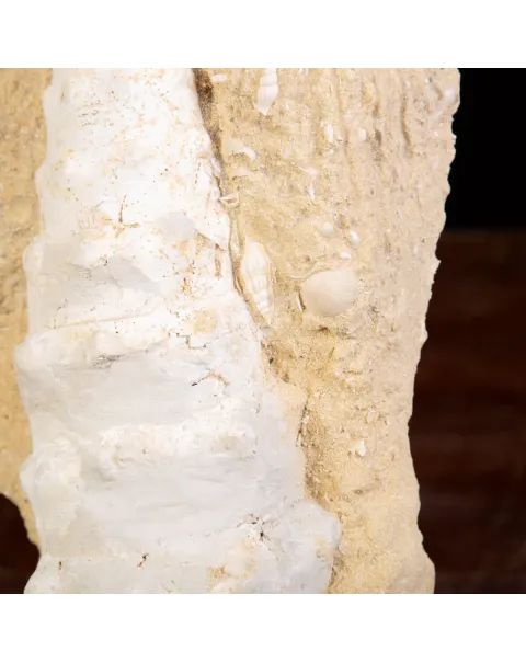 Conchiglia Campanile Giganteum: La Torre Fossile del Miocene.