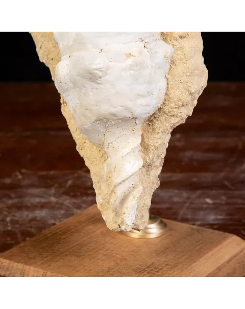 Conchiglia Campanile Giganteum: La Torre Fossile del Miocene.