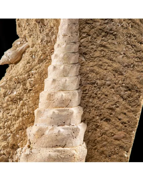 Grande Conchiglia Fossile: La Torre dei Mari Preistorici.