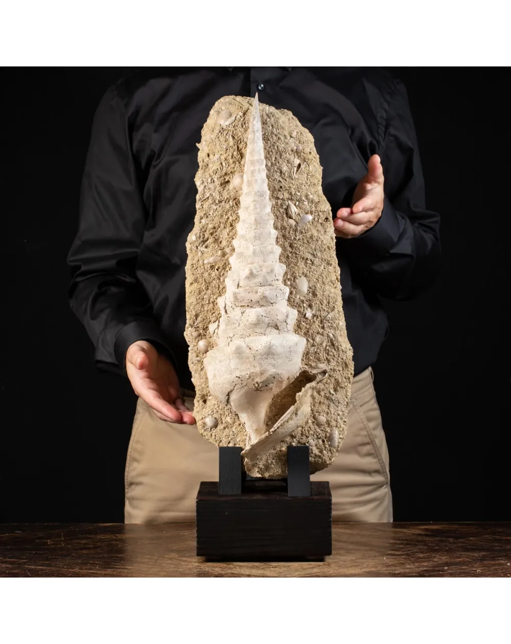 Grande Conchiglia Fossile del Miocene.