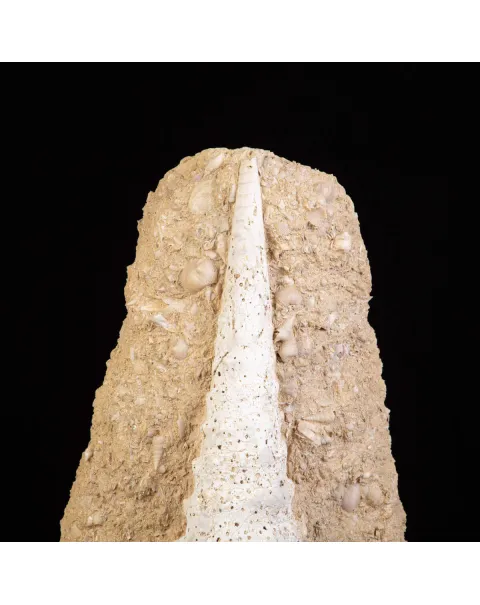 Campanile Giganteum Grande Conchiglia Fossile – Francia