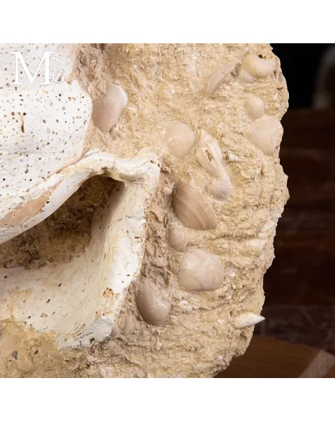 Campanile Giganteum Grande Conchiglia Fossile – Francia