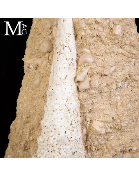 Campanile Giganteum Grande Conchiglia Fossile – Francia