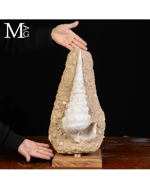 Campanile Giganteum Grande Conchiglia Fossile – Francia