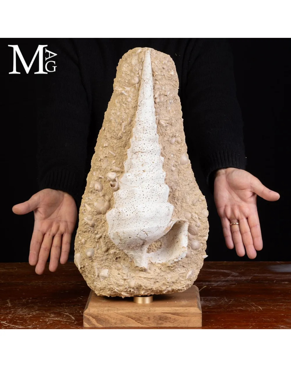 Campanile Giganteum Grande Conchiglia Fossile – Francia