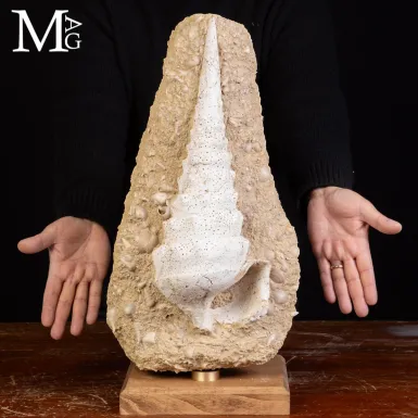 Campanile Giganteum Grande Conchiglia Fossile – ...