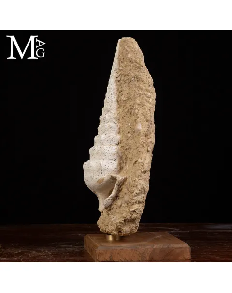Campanile Giganteum Grande Conchiglia Fossile – Francia