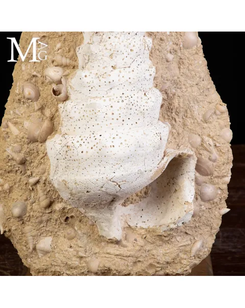 Campanile Giganteum Grande Conchiglia Fossile – Francia