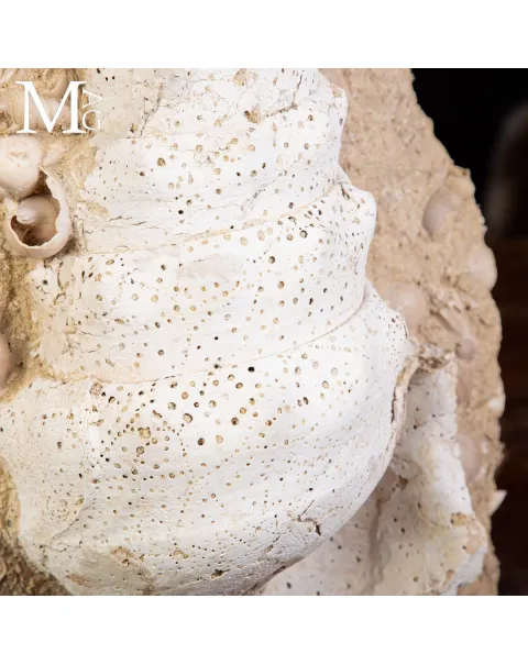 Campanile Giganteum Grande Conchiglia Fossile – Francia