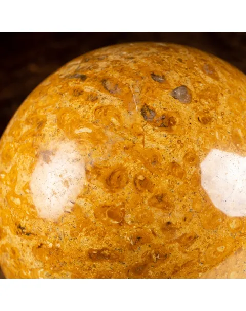 Sfera in Corallo Fossile