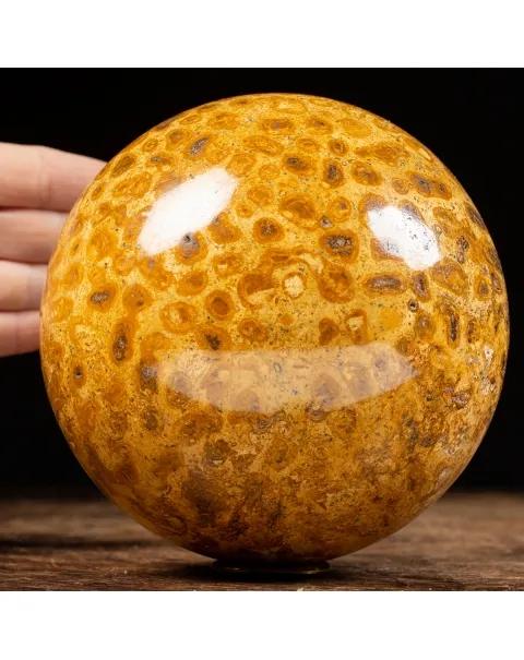 Sfera in Corallo Fossile