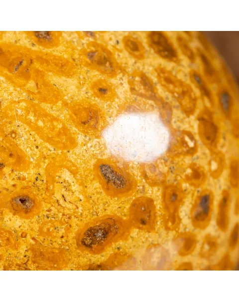 Sfera in Corallo Fossile