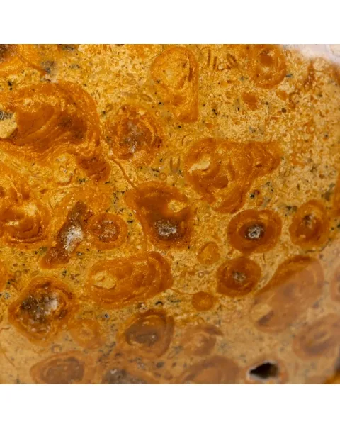 Sfera in Corallo Fossile