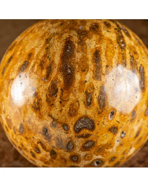 Sfera in Corallo Fossile