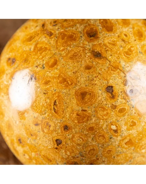 Sfera in Corallo Fossile