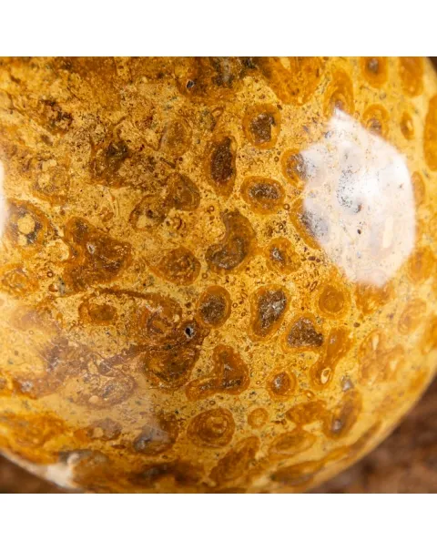 Sfera in Corallo Fossile