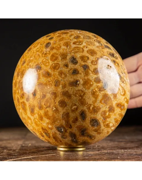 Sfera in Corallo Fossile