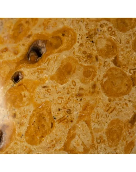 Sfera in Corallo Fossile