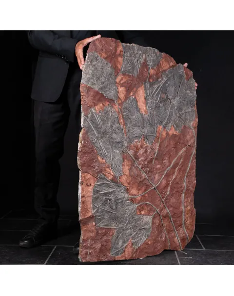 Grande Lastra con Crinoidi – Marocco