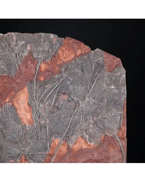 Grande Lastra con Crinoidi – Marocco