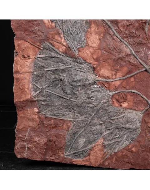 Grande Lastra con Crinoidi – Marocco