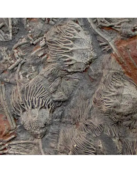 Crinoidi del Siluriano di Boutschrafin.