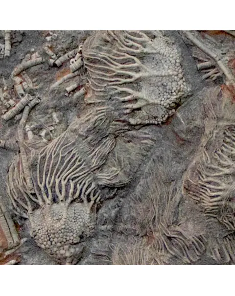 Crinoidi del Siluriano di Boutschrafin.