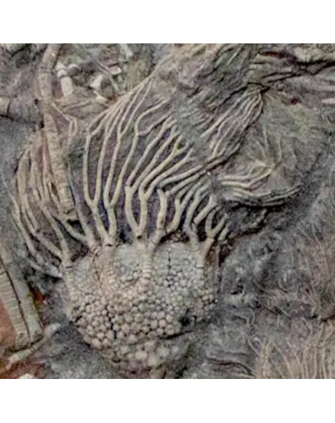 Crinoidi del Siluriano di Boutschrafin.