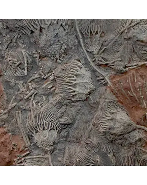 Crinoidi del Siluriano di Boutschrafin.