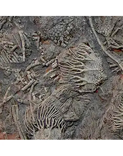Crinoidi del Siluriano di Boutschrafin.