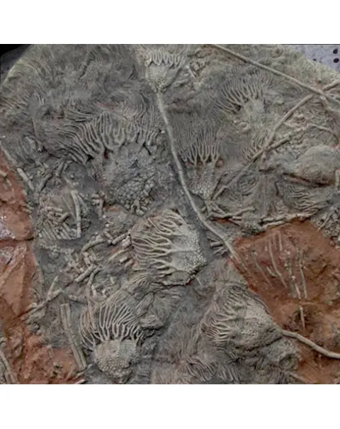 Crinoidi del Siluriano di Boutschrafin.