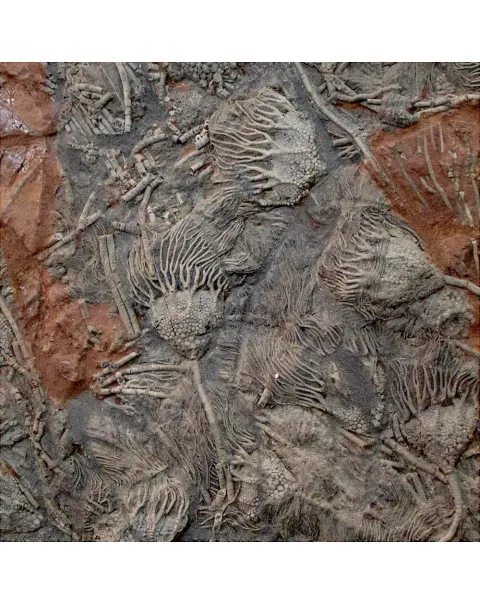 Crinoidi del Siluriano di Boutschrafin.