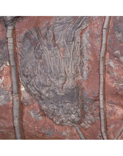 Meraviglia dei Crinoidi Scyphocrinites Elegans.
