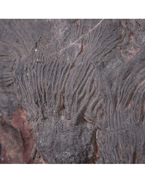Meraviglia dei Crinoidi Scyphocrinites Elegans.