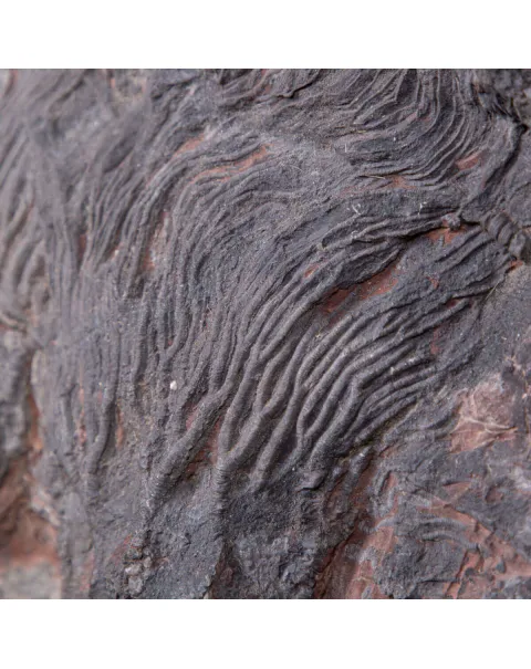 Meraviglia dei Crinoidi Scyphocrinites Elegans.