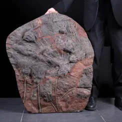 Crinoidi: gigli di mare. (11)