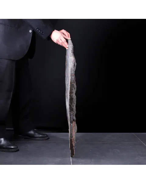 Meraviglia dei Crinoidi Scyphocrinites Elegans.
