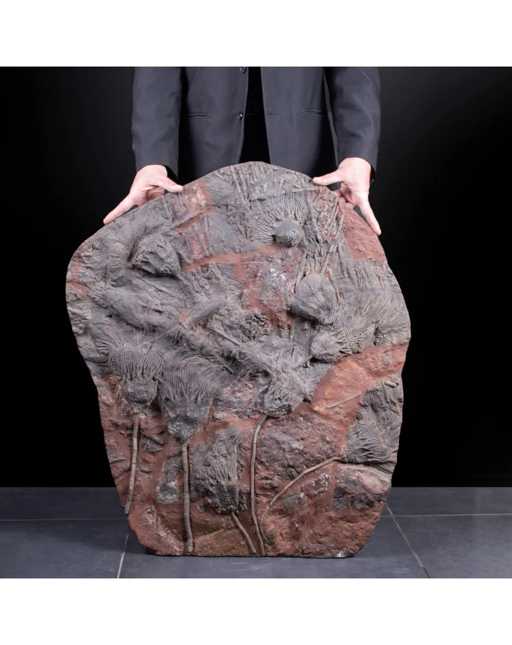 Meraviglia dei Crinoidi Scyphocrinites Elegans.