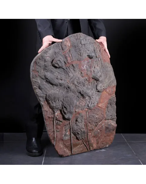 Meraviglia dei Crinoidi Scyphocrinites Elegans.