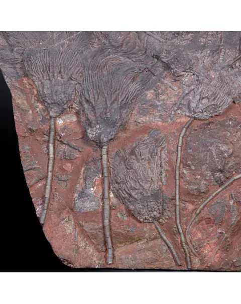 Meraviglia dei Crinoidi Scyphocrinites Elegans.